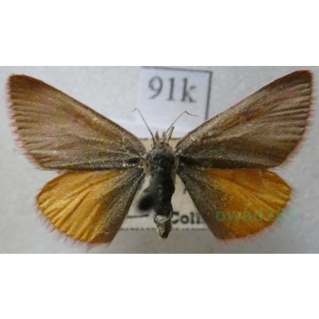 Lythria purpuraria (Linnaeus, 1758) Sudamek purpurek Slovakia91k